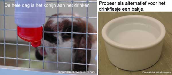 Konijnen die de hele dag aan het lurken zijn geven we een bakje in plaats van het drinkflesje